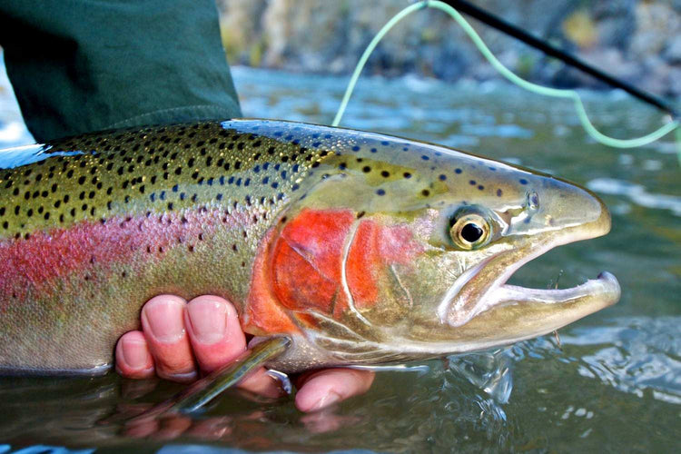 Fly Fishing - Skoutley Outdoors LLC