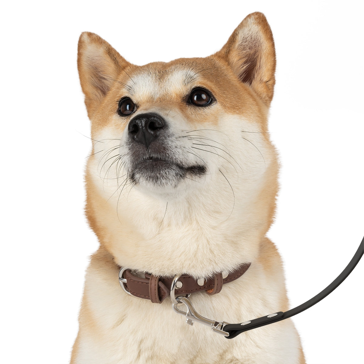 Rad Palm High Capacity Hibiscus Dog Leash