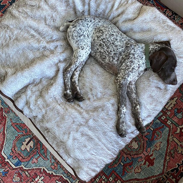 Load image into Gallery viewer, PupProtector™ Summer Short Fur Waterproof Throw Blanket - White with Brown Accents