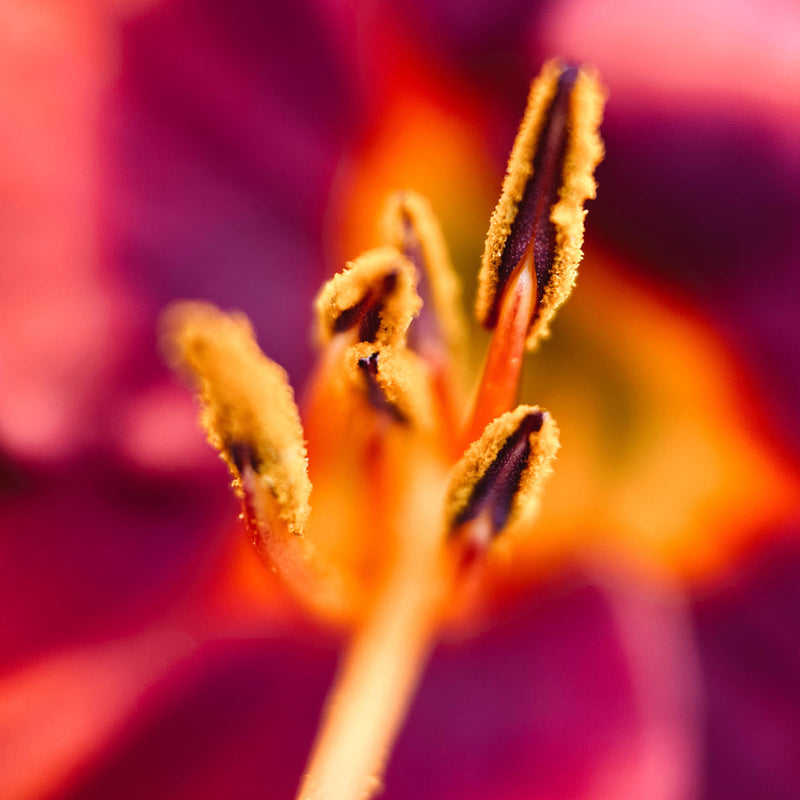 Load image into Gallery viewer, Macro 10x Mobile Lens II (T-Series)