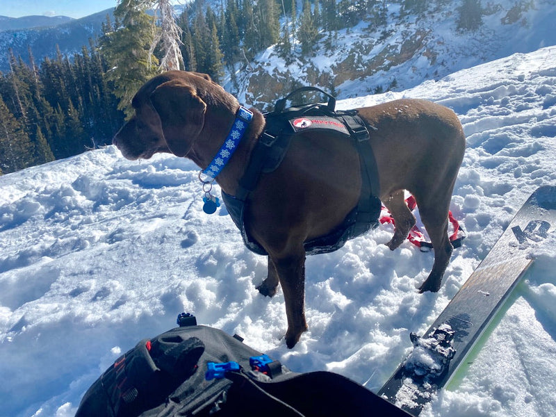 Load image into Gallery viewer, Panza Harness V2 with Deployable Emergency Dog Rescue Sling