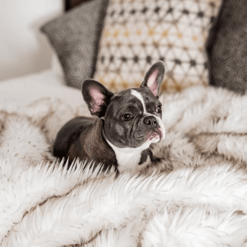 Load image into Gallery viewer, PupProtector™ Waterproof Throw Blanket - White with Brown Accents
