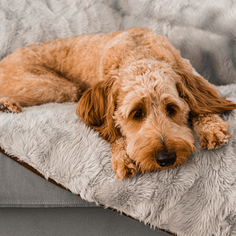 Load image into Gallery viewer, PupProtector™ Summer Short Fur Waterproof Throw Blanket - Grey