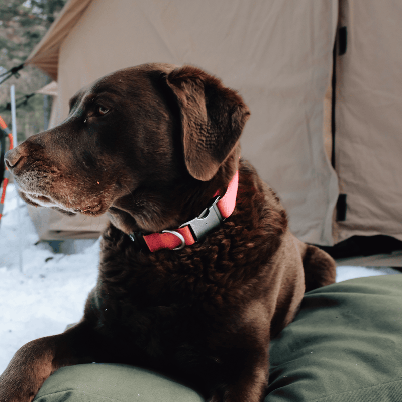 Load image into Gallery viewer, Dog Bed