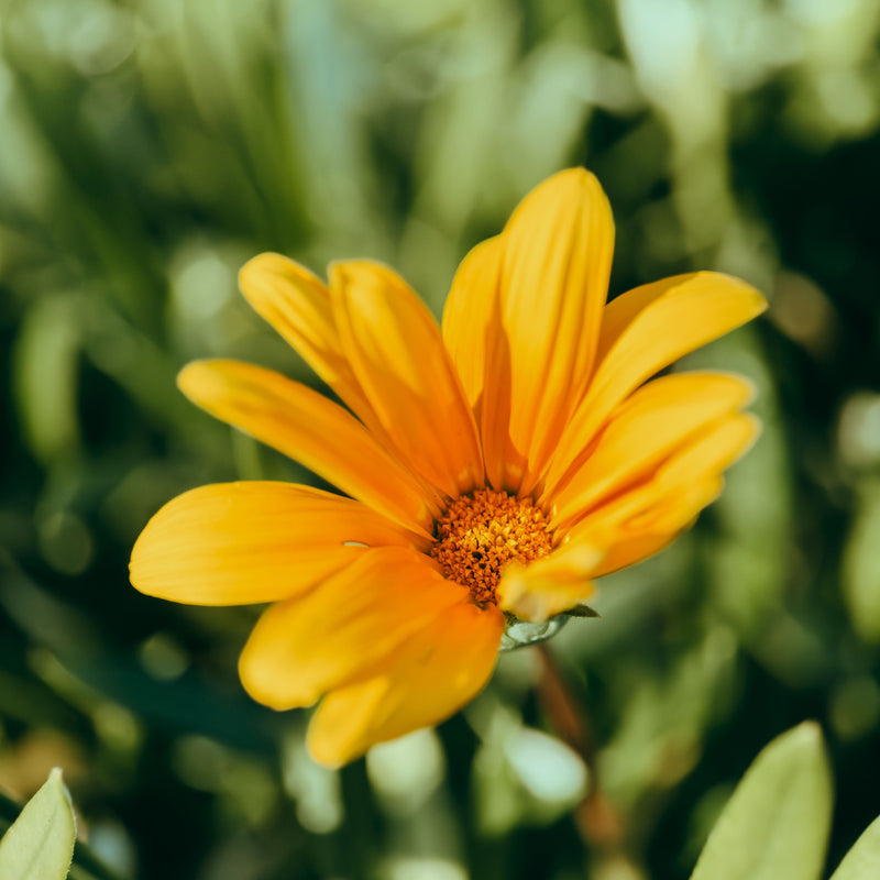 Load image into Gallery viewer, Macro 75mm II Mobile Lens (T-Series)