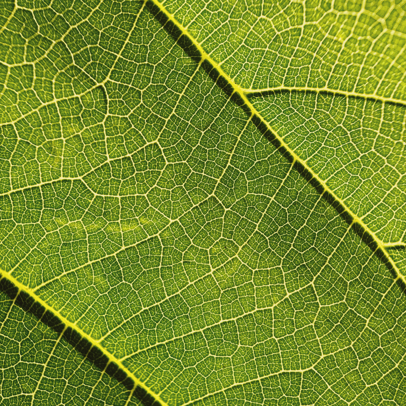 Load image into Gallery viewer, Macro 10x Mobile Lens II (T-Series)