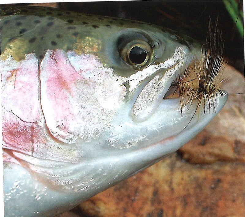 Load image into Gallery viewer, Clouser's Drake (Brown or Green)