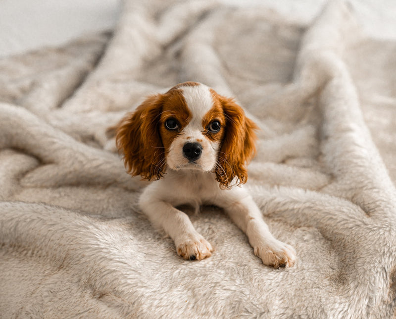 Load image into Gallery viewer, PupProtector™ Summer Short Fur Waterproof Throw Blanket - White with Brown Accents