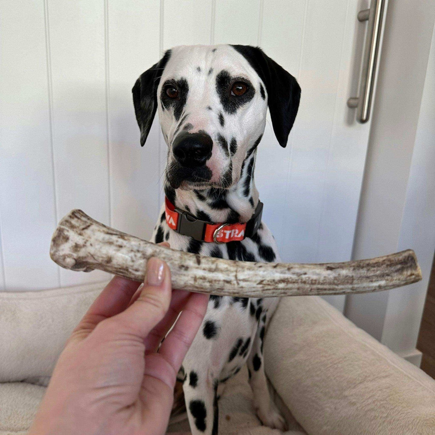 Whole Reindeer Antlers for Dogs - Skoutley Outdoors LLC