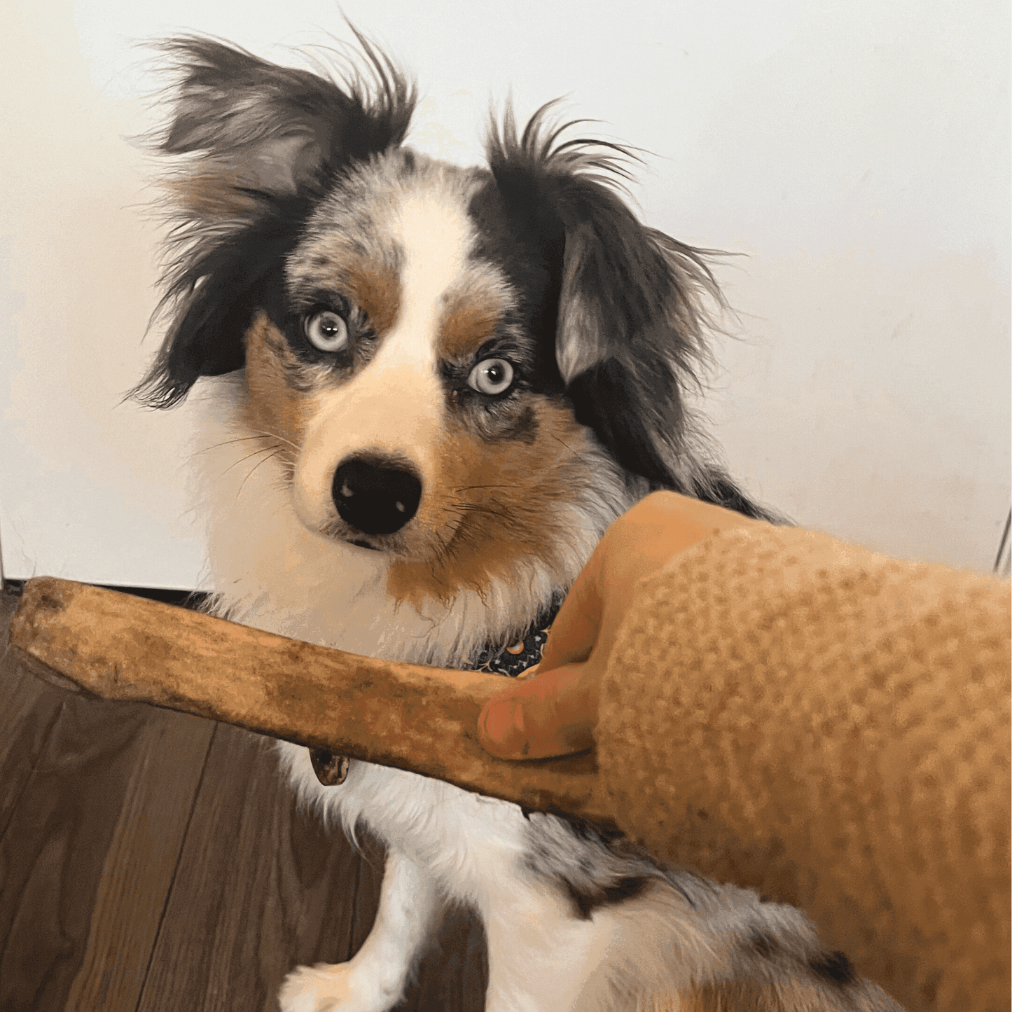 Whole Reindeer Antlers for Dogs - Skoutley Outdoors LLC