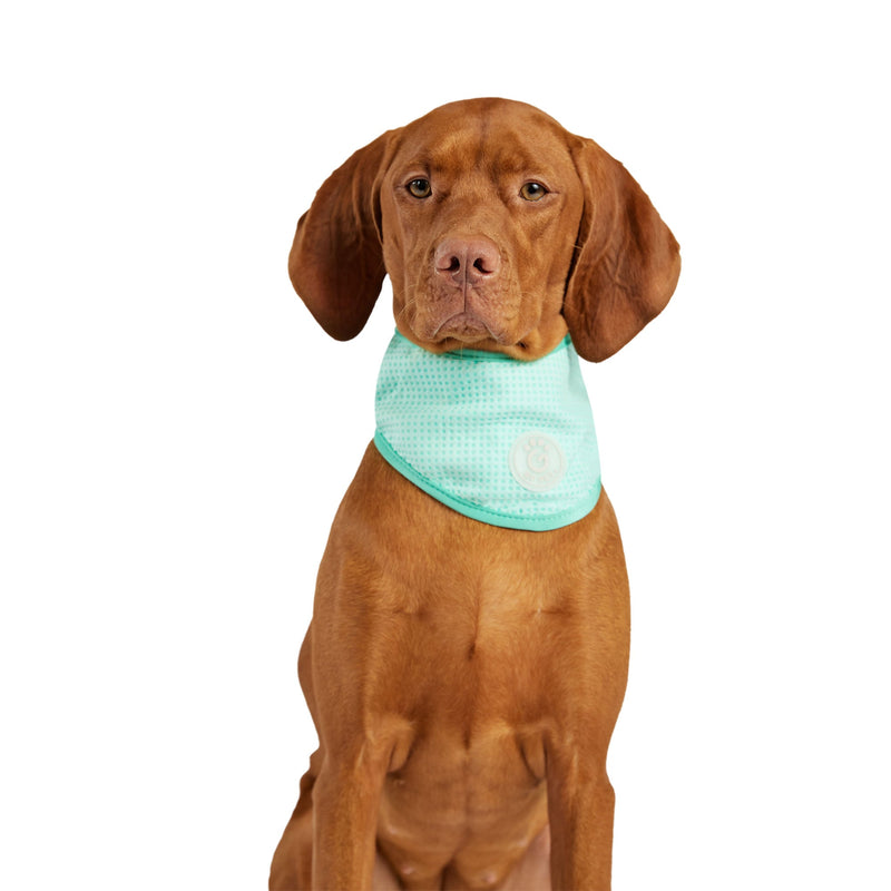 Load image into Gallery viewer, ICE BAND - Dog Cooling Bandana - Aqua