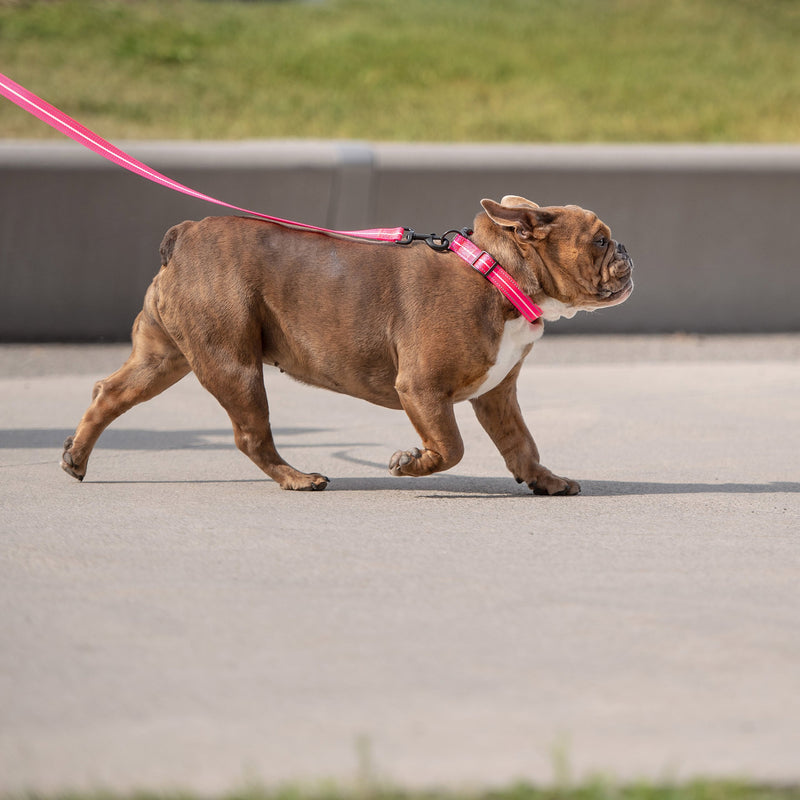 Load image into Gallery viewer, Reflective Collar - Neon Pink