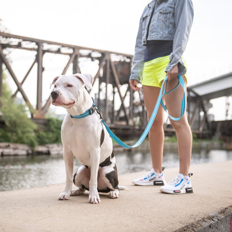 Load image into Gallery viewer, Reflective Collar - Neon Blue