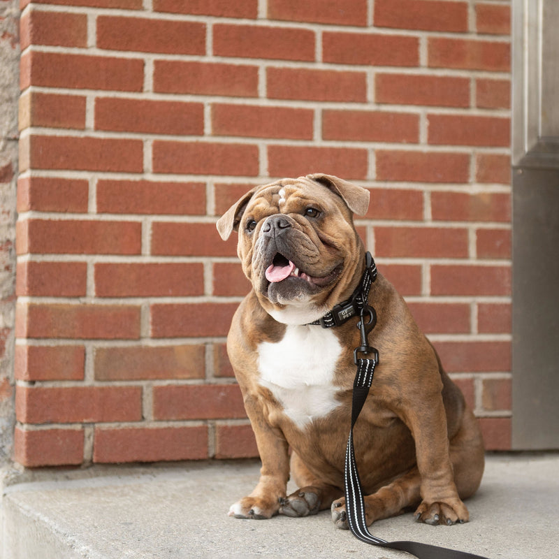 Load image into Gallery viewer, Reflective Leash - Black