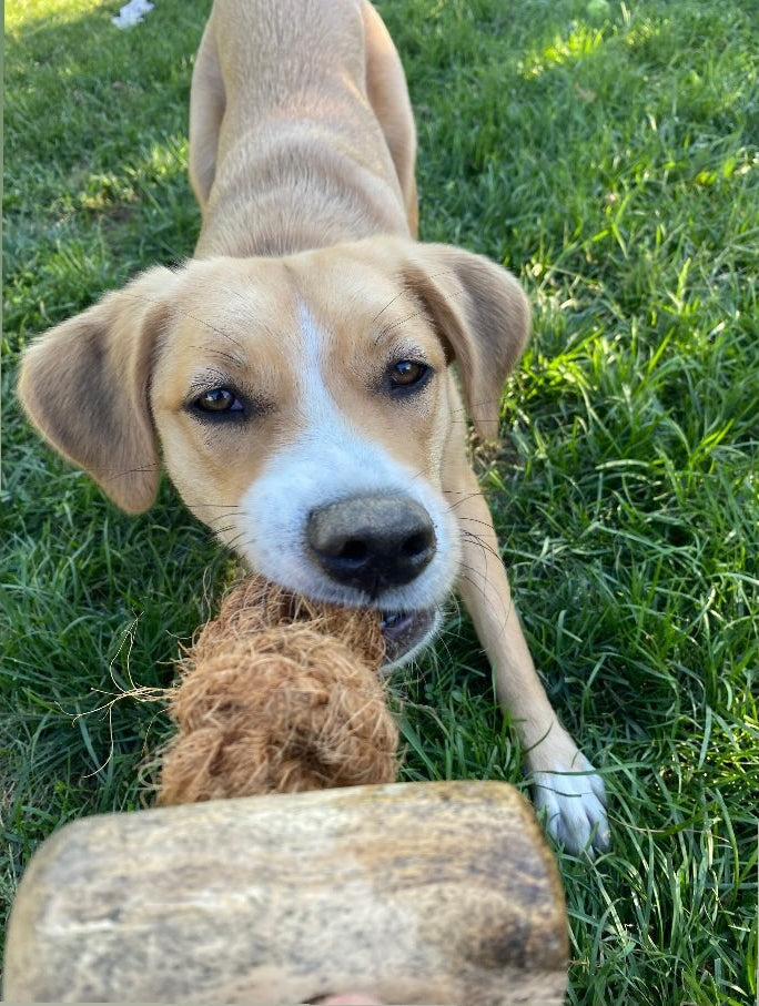 Load image into Gallery viewer, Coconut Rope & Original Chew