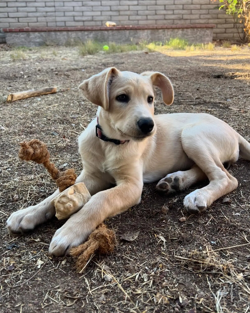 Load image into Gallery viewer, Coconut Rope & Root Chew