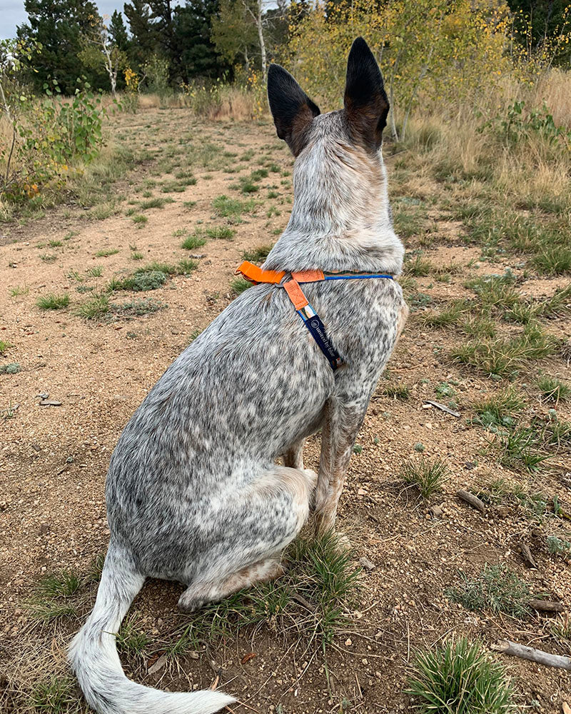 Load image into Gallery viewer, (R)evolution™ Woven Dog Harness