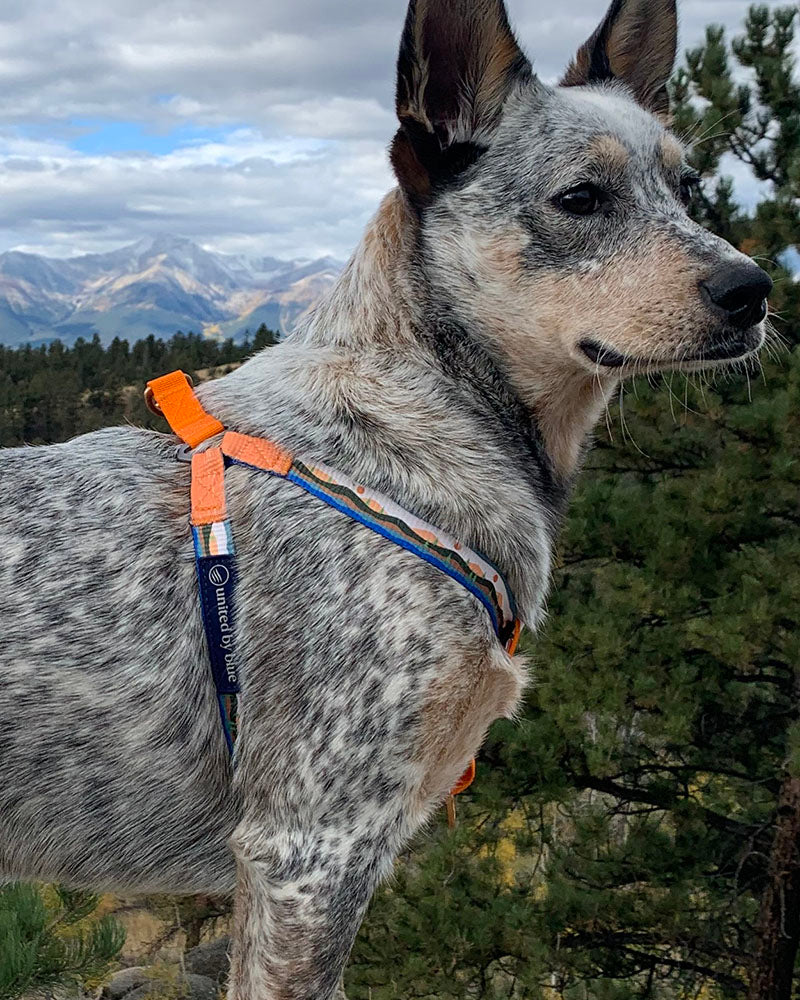 Load image into Gallery viewer, (R)evolution™ Woven Dog Harness