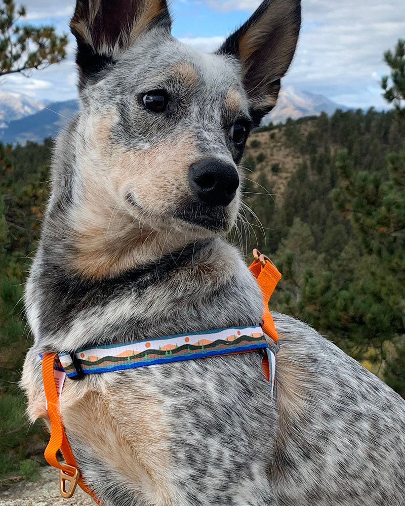 Load image into Gallery viewer, (R)evolution™ Woven Dog Harness
