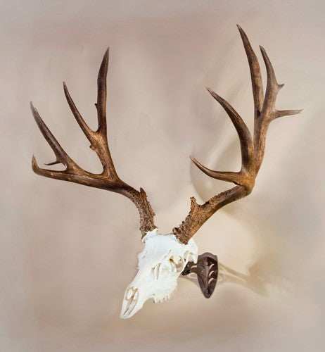 Load image into Gallery viewer, Skull Hooker Little Hooker - Powder Coat Brown - Skoutley Outdoors LLC