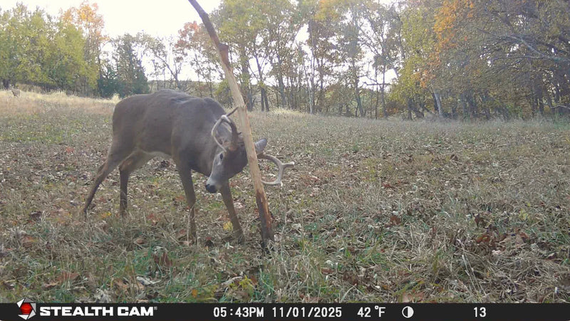 Load image into Gallery viewer, Buck Junkie | Buck Preorbital/Forehead/Salivary Glands