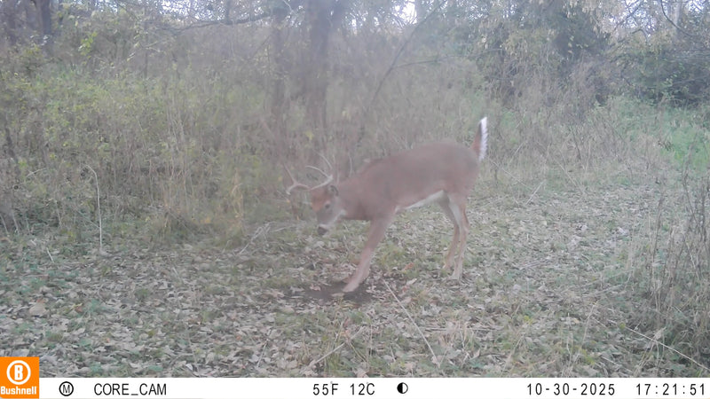 Load image into Gallery viewer, Scrape Addict | 5 Glands from bucks and does