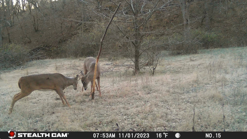 Load image into Gallery viewer, Buck Junkie | Buck Preorbital/Forehead/Salivary Glands