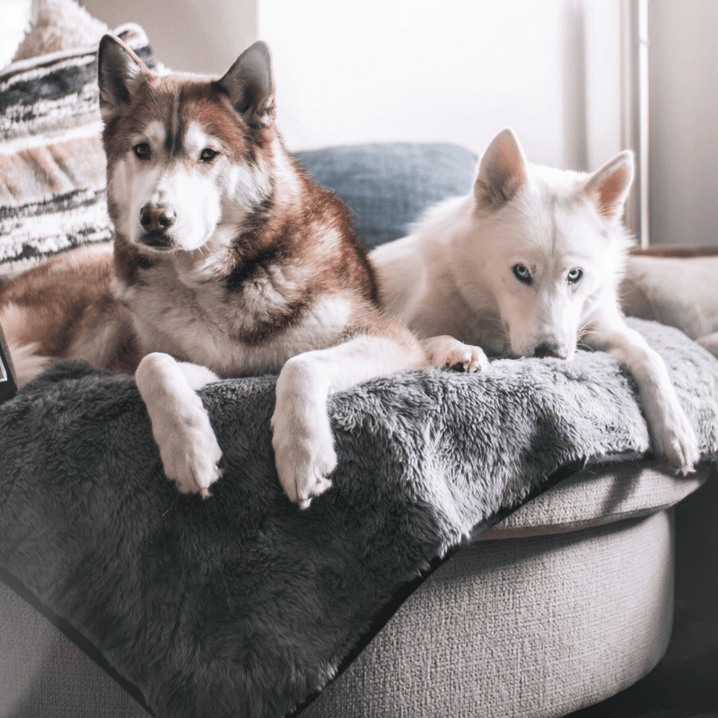 Load image into Gallery viewer, PupProtector™ Summer Short Fur Waterproof Throw Blanket - Charcoal Grey