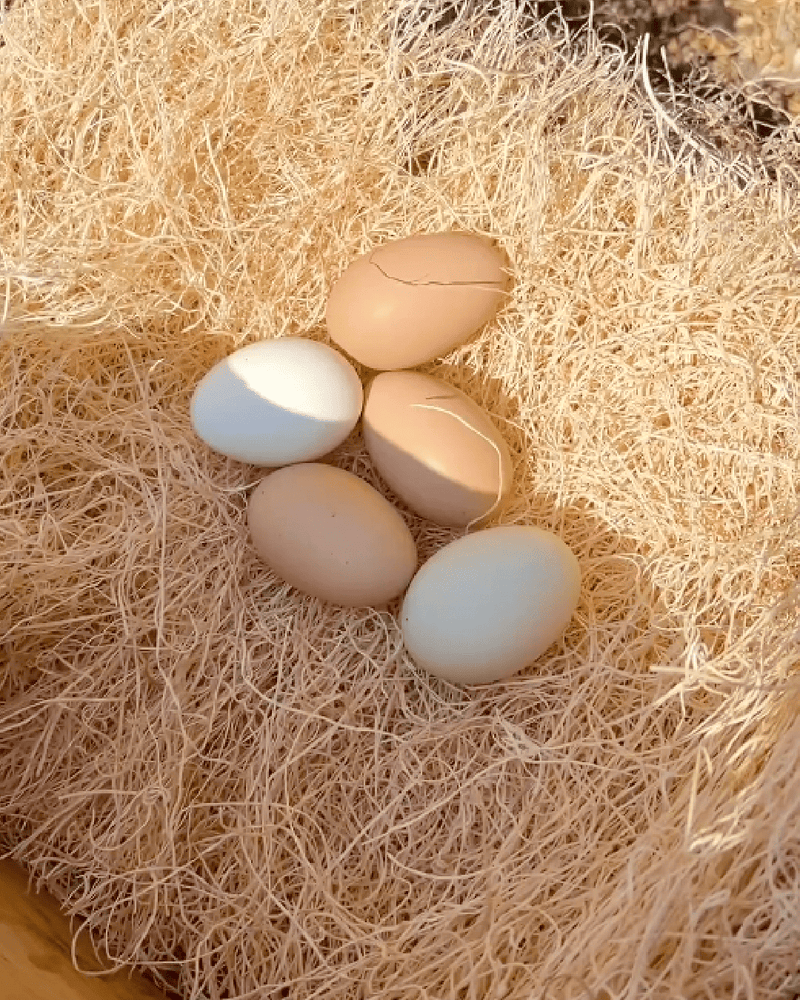 Load image into Gallery viewer, Chicken Nesting Pads