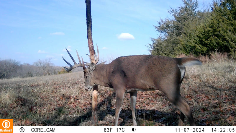 Load image into Gallery viewer, Buck Junkie | Buck Preorbital/Forehead/Salivary Glands