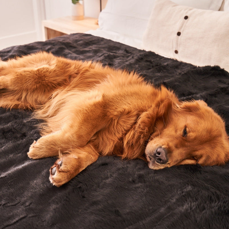 Load image into Gallery viewer, PupProtector™ Summer Short Fur Waterproof Throw Blanket - Midnight Black
