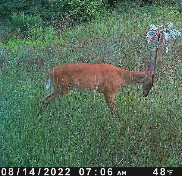 Load image into Gallery viewer, BuckStik w/ 3 pack of Glands