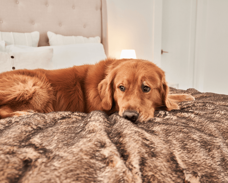 Load image into Gallery viewer, PupProtector™ Summer Short Fur Waterproof Throw Blanket - Sable Tan
