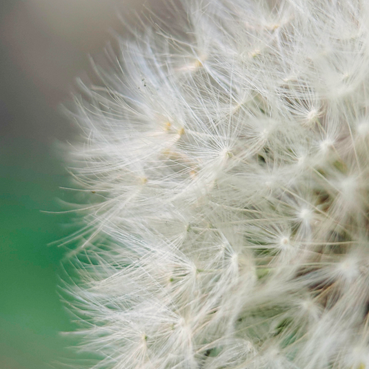 Macro 75mm II Mobile Lens (T-Series)