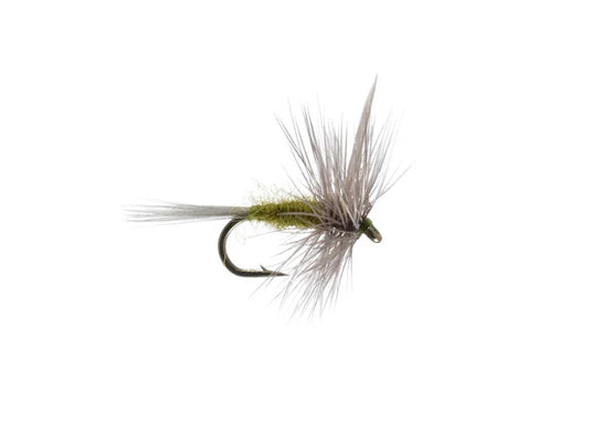 Blue winged Olive