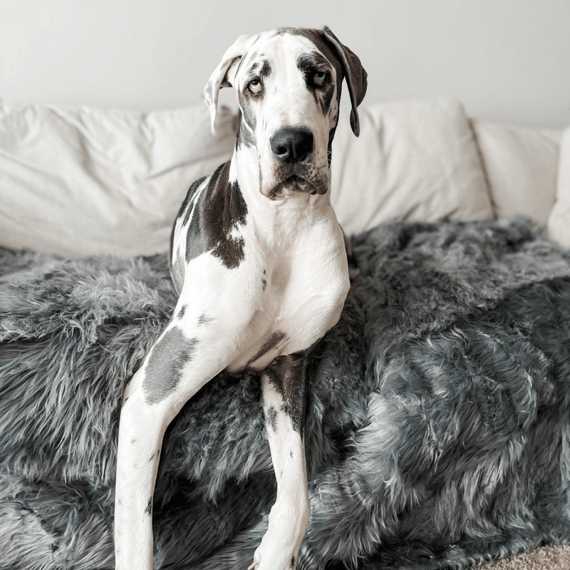 Load image into Gallery viewer, PupProtector™ Waterproof Throw Blanket - Charcoal Grey
