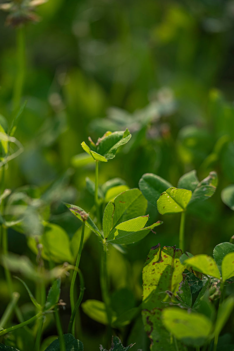 Load image into Gallery viewer, Crank'd™ 3-18-18+ Food Plot Liquid
