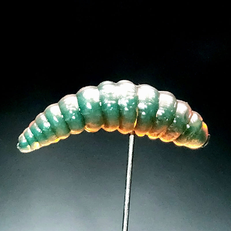 Load image into Gallery viewer, Jar of 1&quot; Waxworm &quot;The Tater Bug&quot;
