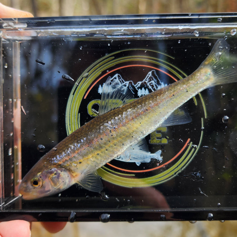 Load image into Gallery viewer, The Crick Chamber Fish Photo Box
