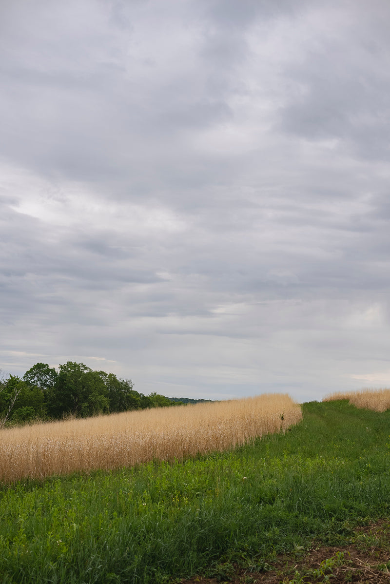 Load image into Gallery viewer, RC Sundance Switchgrass Habitat Seed
