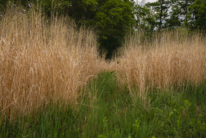 Load image into Gallery viewer, RC Big Rock Switchgrass Food Plot Seed
