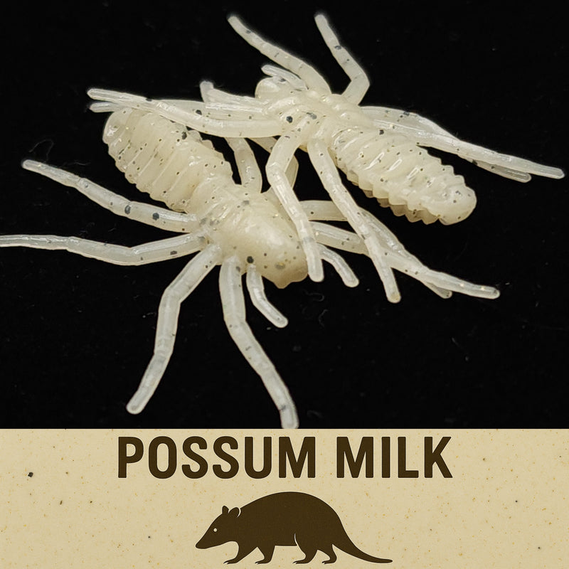 Load image into Gallery viewer, Jar of 1&quot; Micro Spider Bait &quot;The Writing Spider&quot;
