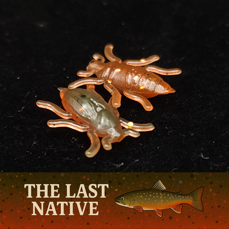 Load image into Gallery viewer, Jar of 0.5&quot; Half Inch Micro Beetle &quot;Toe Biter&quot;
