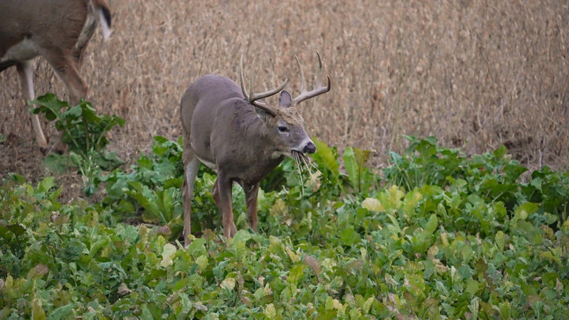 Load image into Gallery viewer, Big Sexy™ Food Plot Seed
