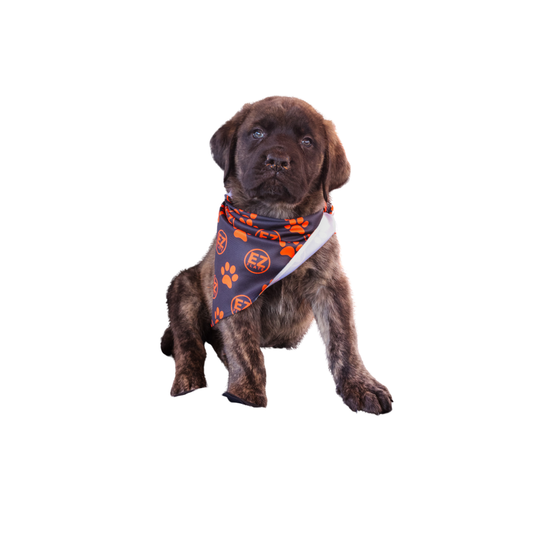 Dog Bandana