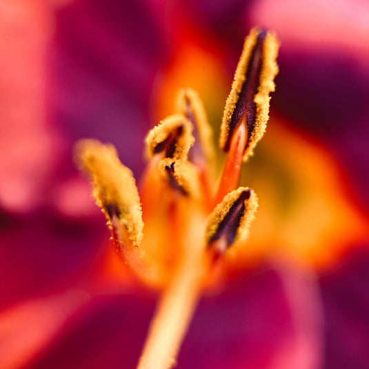 Macro 10x Mobile Lens II (T-Series)