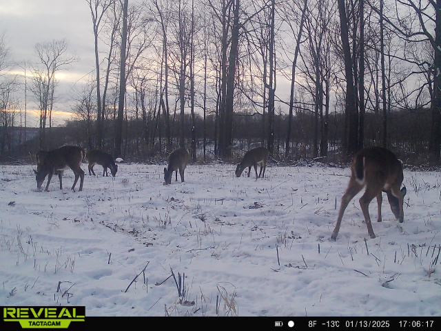 Load image into Gallery viewer, 3-Way Grainz Food Plot Seed
