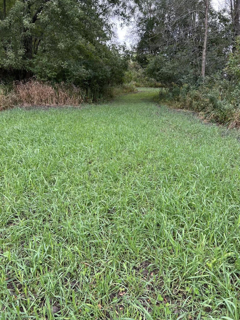 Load image into Gallery viewer, 3-Way Grainz Food Plot Seed

