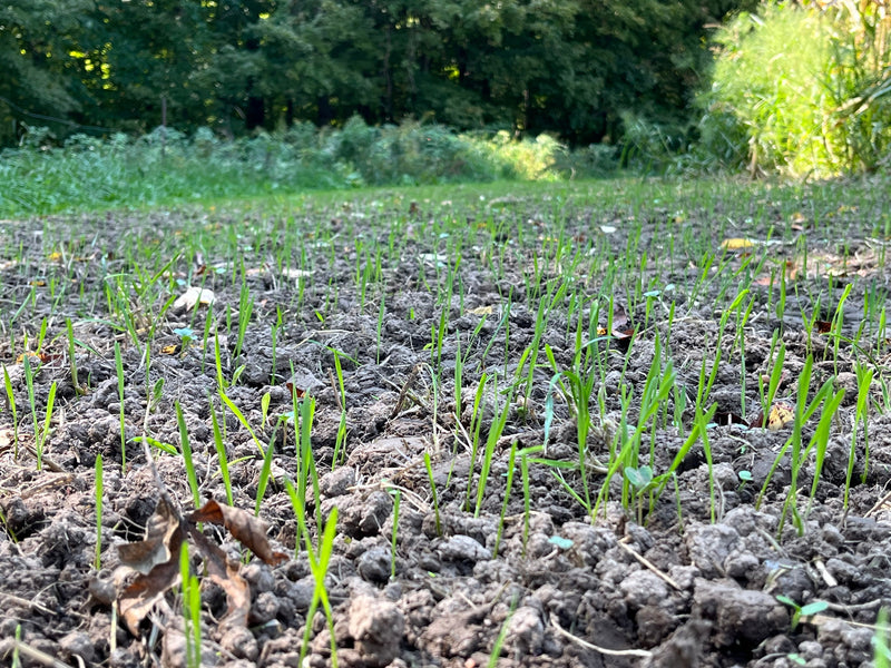 Load image into Gallery viewer, 3-Way Grainz Food Plot Seed
