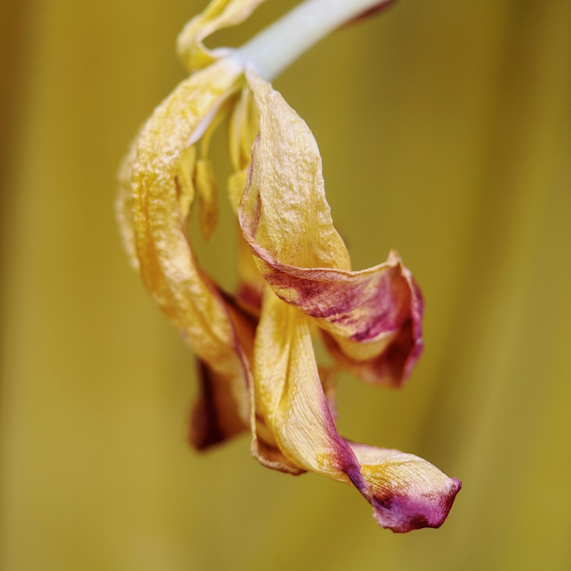 Load image into Gallery viewer, Macro 75mm II Mobile Lens (T-Series)
